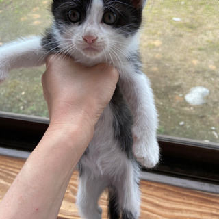 子猫の里親募集です⭐︎