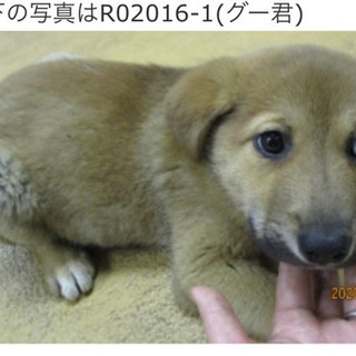 岡山保健所一般譲渡決定❣️グー君