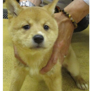 譲渡されました。岡山保健所から子犬のイル君