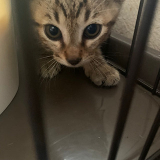 2ヶ月半くらい オス 里親募集中