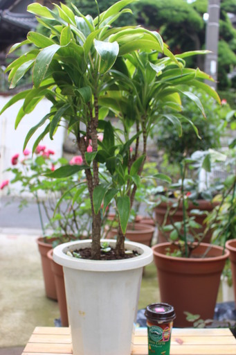 観葉植物７（値下げ▼▼▼1300ー＞1100円▼▼▼）