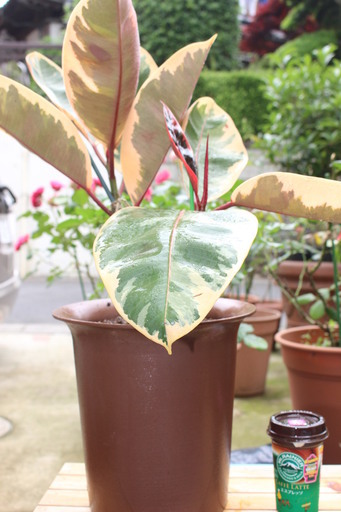 観葉植物８
