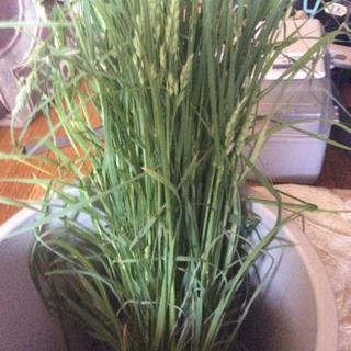 無農薬の草。朝勤、エサ
