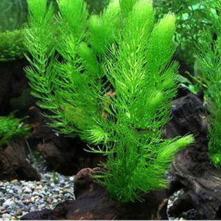 マツモ再販開始‼︎ 愛情込めて育て中 ☺︎ 無農薬！ 水草  ☘️ みなさんに嬉しい評価を頂いています♡の画像