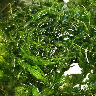 マツモ再販開始‼︎ 愛情込めて育て中 ☺︎ 無農薬！ 水草  ☘️ みなさんに嬉しい評価を頂いています♡の画像