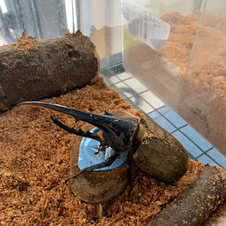 ヘラクレスオオカブト⑥