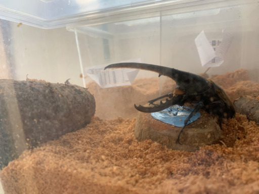 ヘラクレスオオカブト⑥