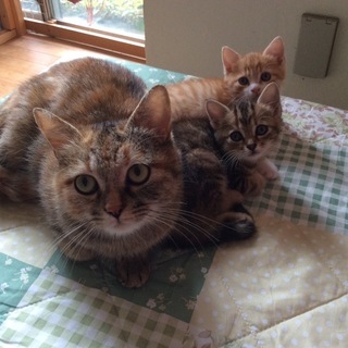 親子猫、3匹一緒に募集です！