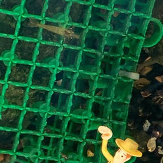 モエビ　の画像