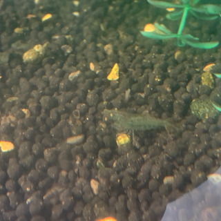 モエビ　の画像