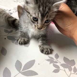 子猫4匹里親募集