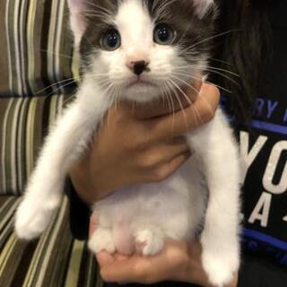 里親さんです募集してます🐈