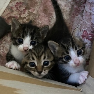 里親を募集中です