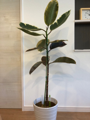 フィカス　トリカラー　+ フィカス  ソフィア