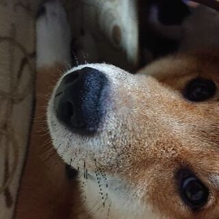 大切に大切にしてやってください❗連絡マメな方おねがいします‼️ - 犬