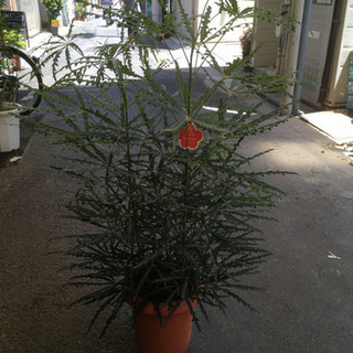 観葉植物　アラレアグリーンエレガンス