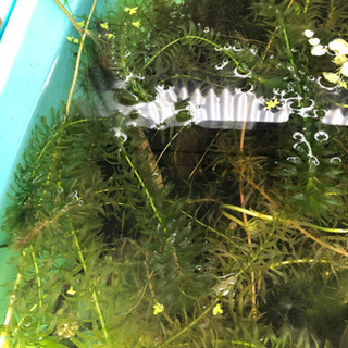 水草　アマゾンフロッグピット　アナカリス　ウォーターコインの画像