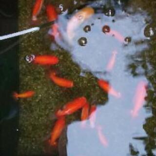 値下げします。らんちゅう明け二歳の画像