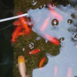 値下げします。らんちゅう明け二歳の画像