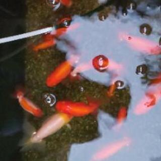 値下げします。らんちゅう明け二歳の画像