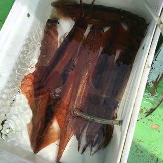 船釣り🎣専門　ターゲットは色々(^^) − 神奈川県