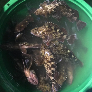 船釣り🎣専門　ターゲットは色々(^^) - メンバー募集