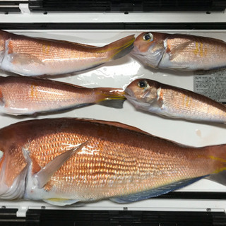 船釣り🎣専門　ターゲットは色々(^^) - 横須賀市