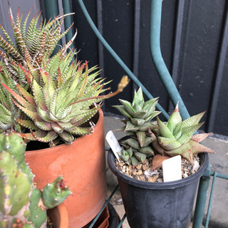 多肉植物交換こ　多肉好きな方