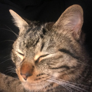 引越ししなくてはならず、引越し先では飼うことが出来ない為募集します。