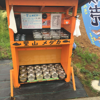 里山めだか メダカ無人販売所 夜桜 黒ラメレインボー チョコレー...