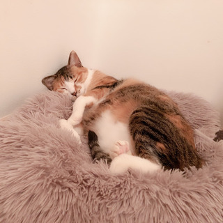 奇跡の猫※譲渡決定しました！