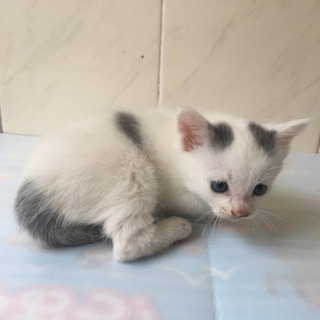 1ヶ月のかわいいにゃんこ