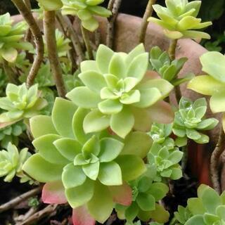 多肉植物　3本100円🌿おまけつき
