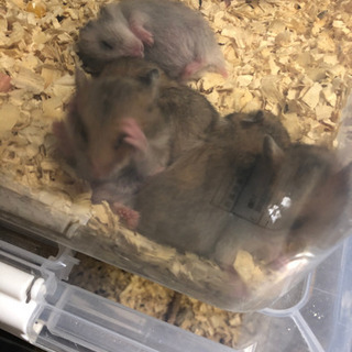 ハムスターの里親募集