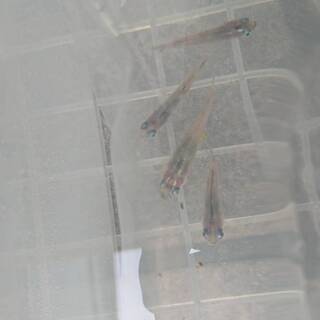 【6月7日まで限定】楊貴妃等他のメダカの画像
