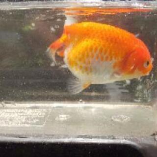 値下げします。らんちゅう明け二歳