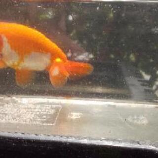 値下げします。らんちゅう明け二歳の画像