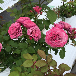 オープンガーデンとお花狩り