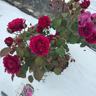 オープンガーデンとお花狩りの画像