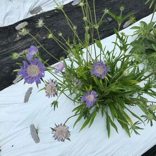 オープンガーデンとお花狩りの画像