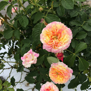 オープンガーデンとお花狩りの画像