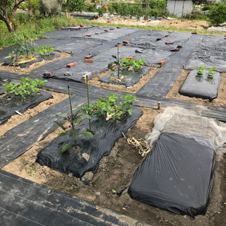 🌱ちょこっと農業『枚方茄子作5丁目農園』新規募集します🌱
