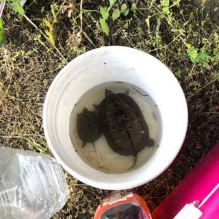 ガサガサしに行きませんか？