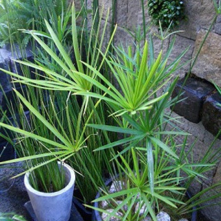 ※🌿アクアリウム水生植物◆シペラス（シュロガヤツリ）◇ビオトープ※の画像