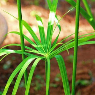※🌿アクアリウム水生植物◆シペラス（シュロガヤツリ）◇ビオトープ※の画像
