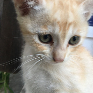 《募集一旦停止します》子猫4月8日生まれ里親募集