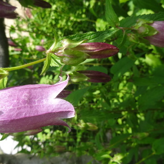 山野草　植物　花　イカリ草　ホタルブクロ  ガーデニングの画像