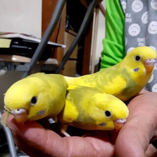 ２月生まれのインコ３兄弟姉妹です。とても人になついています。