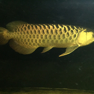熱帯魚仲間募集