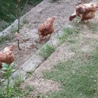 にわとり5羽譲ります🐔